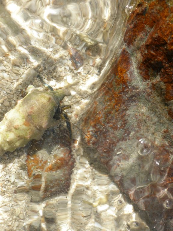 We discovered dozens of tiny Hermit Crabs among the rocks at the edge of our 'private' beach (there was no-one else there !)